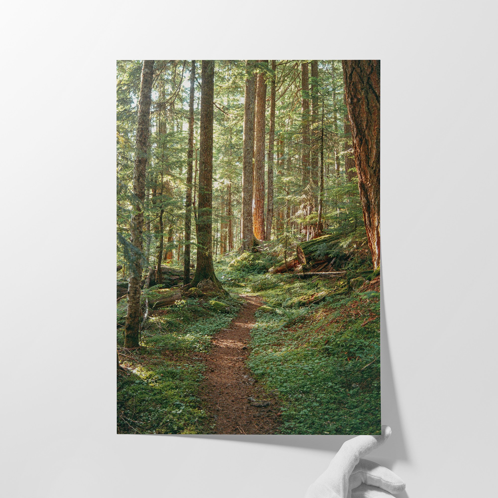 Pacific Northwest Wall Art Cottagecore Enchanted Forest Washington